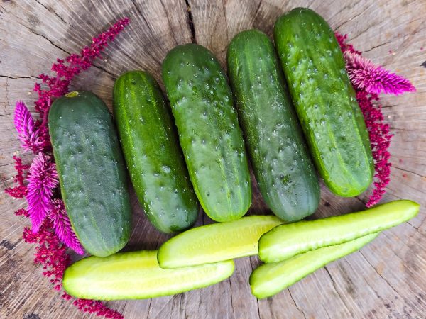 Calypso Hybrid Disease Resistant Pickling Cucumber Seeds Online Hot Sale