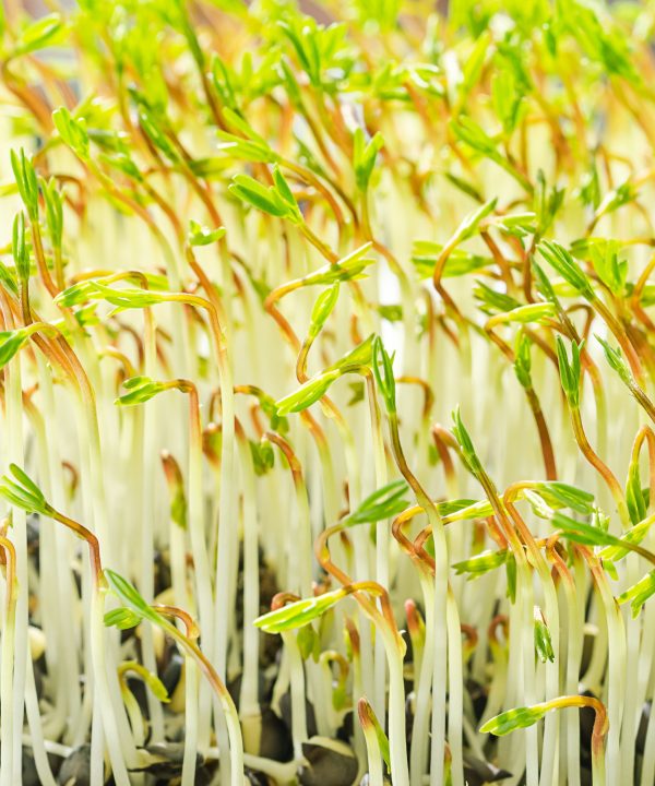 Small Microgreens Kit & 1 Year Supply Of Refills Online