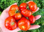 Ceylon Ruffled Tomato Seeds Supply