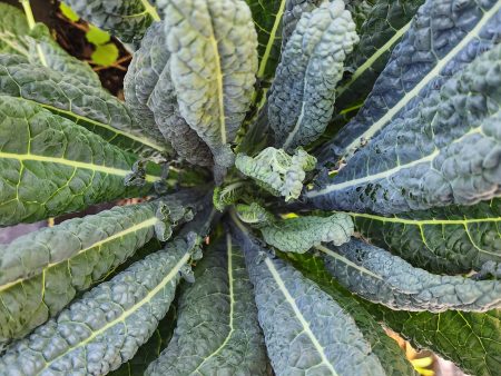 Black Tuscan Lacinato aka Dinosaur Kale Online Sale