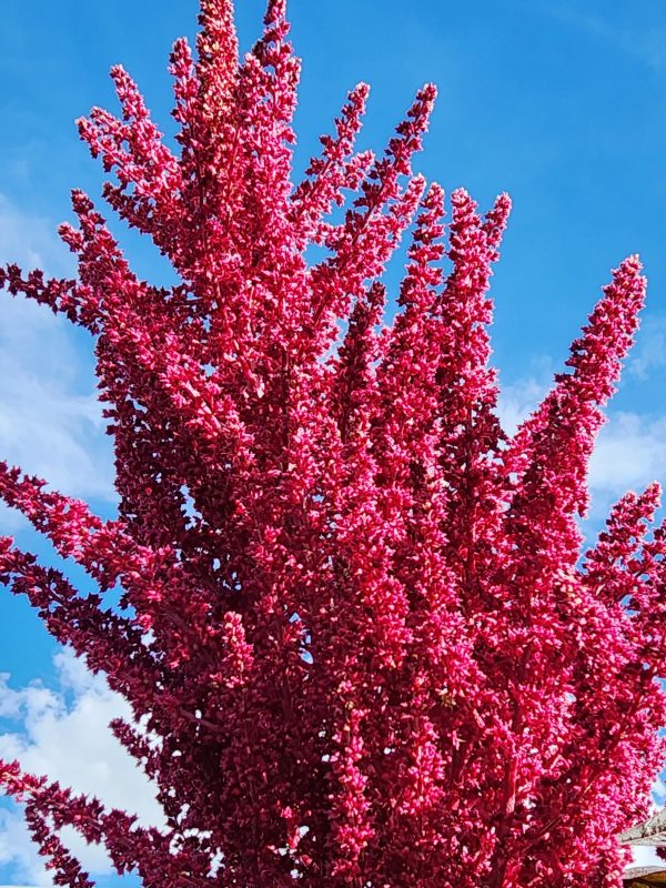 Red Garnet Amaranth Seeds Hot on Sale