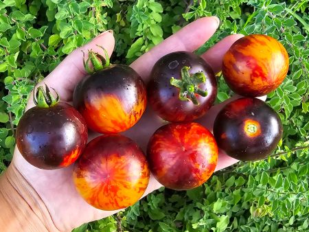 Queen of the Night Cherry Tomato Online Sale