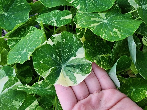 Alaska Variegated Mix Nasturtiums For Cheap