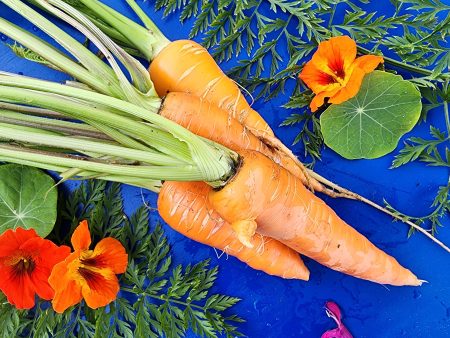 Danvers Carrot Seeds Sale