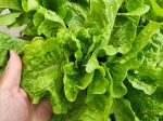 Buttercrunch Lettuce Discount