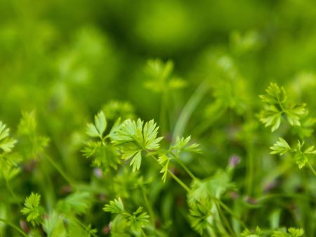 Carrot Microgreens Seeds Cheap