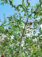 Barbados Cherry LIVE Fruit Tree Cheap