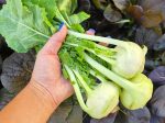 Early White Vienna Kohlrabi Seeds Cheap