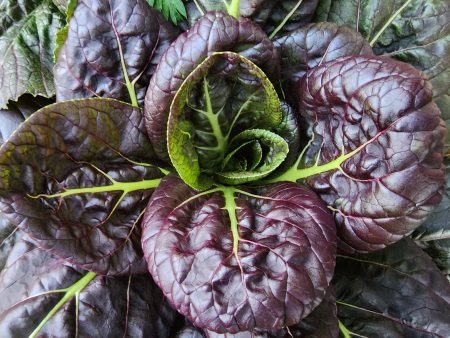 Purple Bok Choy Hybrid Seeds on Sale