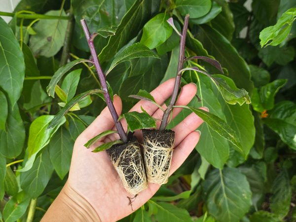 Okinawan Spinach LIVE Plant Supply