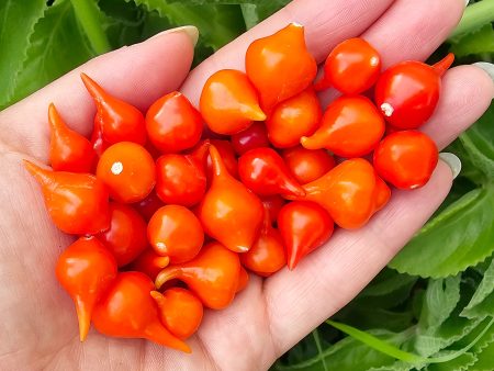 Red Biquinho aka Little Beak Sweet Pepper Seeds Discount