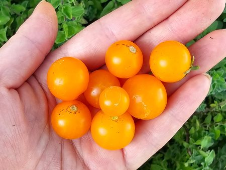 Orange Hat Micro Dwarf Cherry Tomato Seeds Cheap