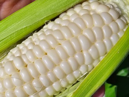 Silver King Hybrid Sweet Corn Seeds Online Sale