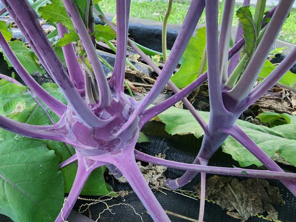 Purple Vienna Kohlrabi Hot on Sale