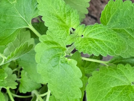 Catnip Herb Seeds Online