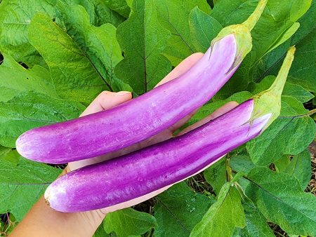 Long Ping Tung Eggplant For Cheap