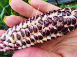 Double Red Heirloom Sweet Corn Seeds For Cheap