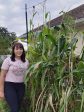 RARE Mayan White Maize Corn Seeds Supply