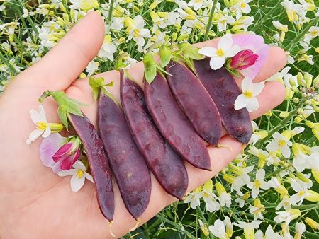 King Tut Purple Podded Pea Seeds For Cheap