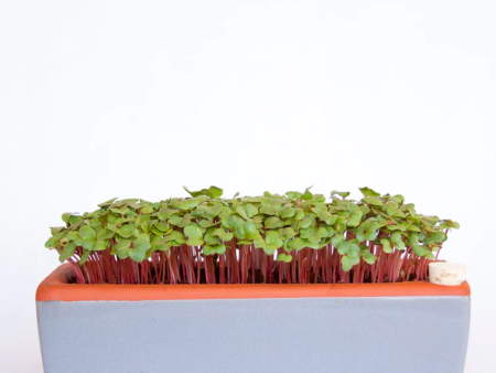 Ceramic Zero-Waste Microgreens Kit (Large) on Sale