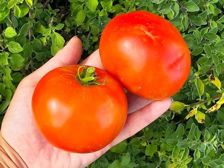 Homestead Heat Tolerant Tomato Seeds Hot on Sale