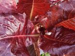 Super Red Romaine Lettuce Seeds For Sale