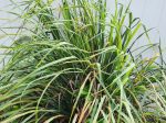 Lemongrass LIVE Perennial Herb Plant For Discount