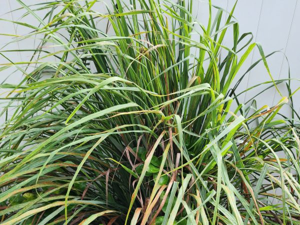 Lemongrass LIVE Perennial Herb Plant For Discount