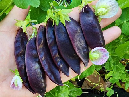 Royal Snow Purple Podded Snow Pea Discount