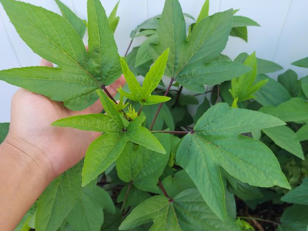 Roselle aka Florida Cranberry Online now