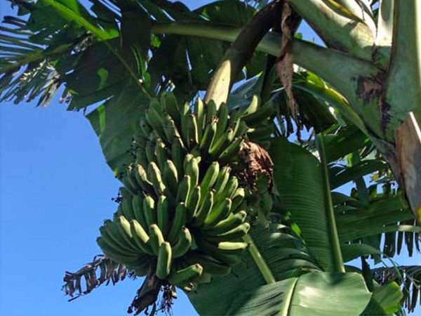 Lacatan - Best Tasting Banana LIVE PLANT Sale