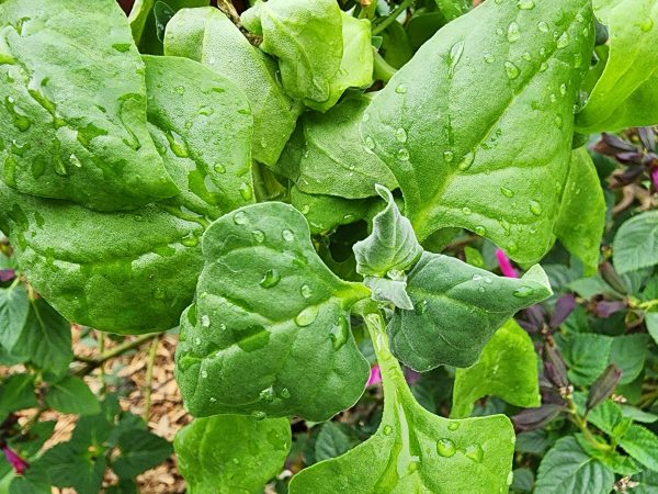 New Zealand Spinach on Sale