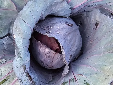 Mammoth Red Rock Red Cabbage Seeds Cheap