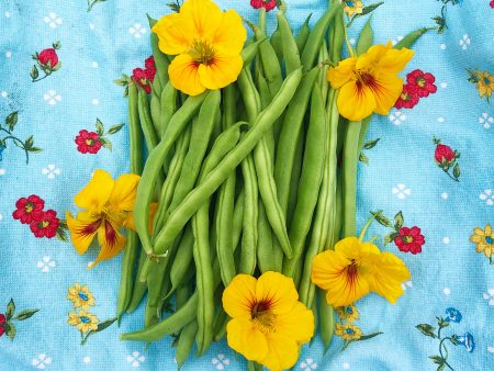 Super Productive Green Pole Bean Seeds Online Hot Sale