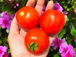 Floridade Heat Tolerant Tomato Seeds Hot on Sale