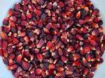 Bloody Butcher Dent Corn Seeds on Sale