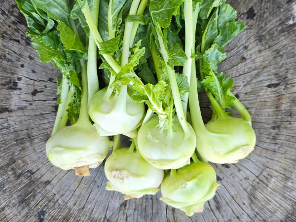 Early White Vienna Kohlrabi Seeds Cheap