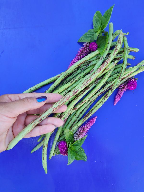 Thai Soldier Long Bean Seeds Discount