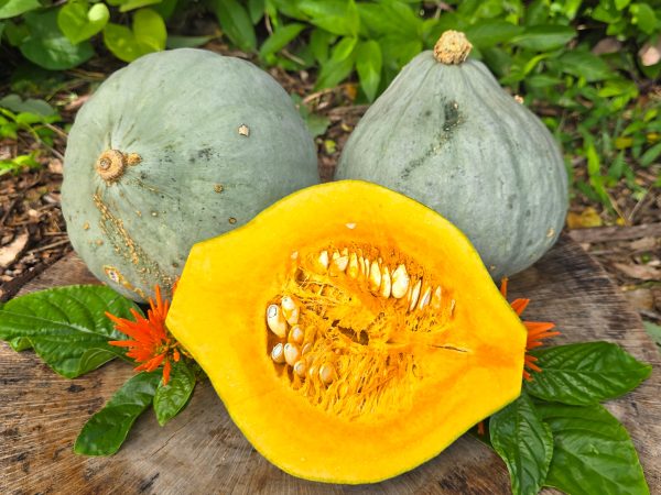 Blue Hubbard Squash Seeds For Sale