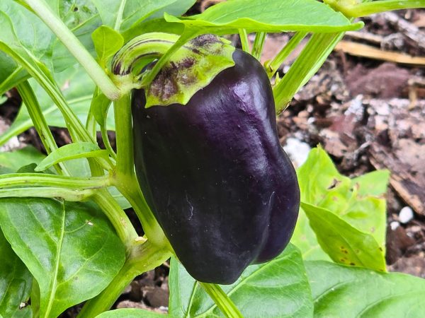 Lilac Bell Sweet Bell Pepper Seeds Online