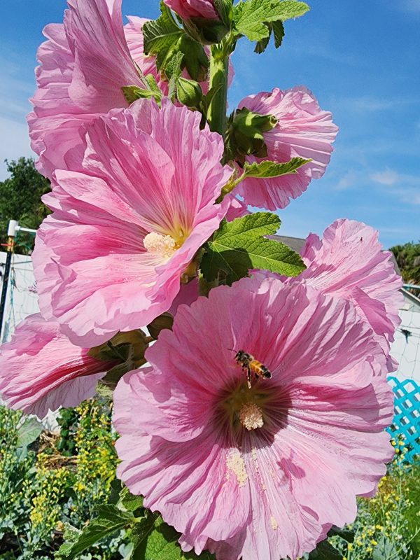 Hollyhock Mixed Colors Fashion