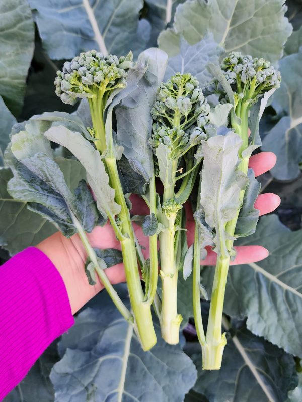 Piracicaba Brazilian Sprouting Broccoli Seeds Online now