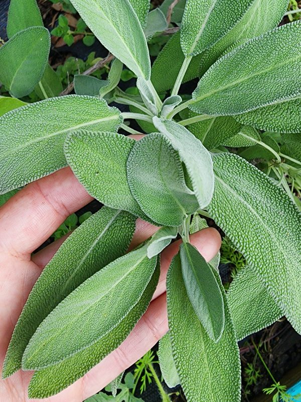 Sage For Sale