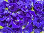 Thai Double Blue Butterfly Pea SEEDS Online Hot Sale