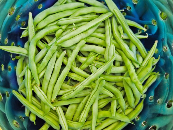 Blue Lake Bush Bean Seeds Hot on Sale