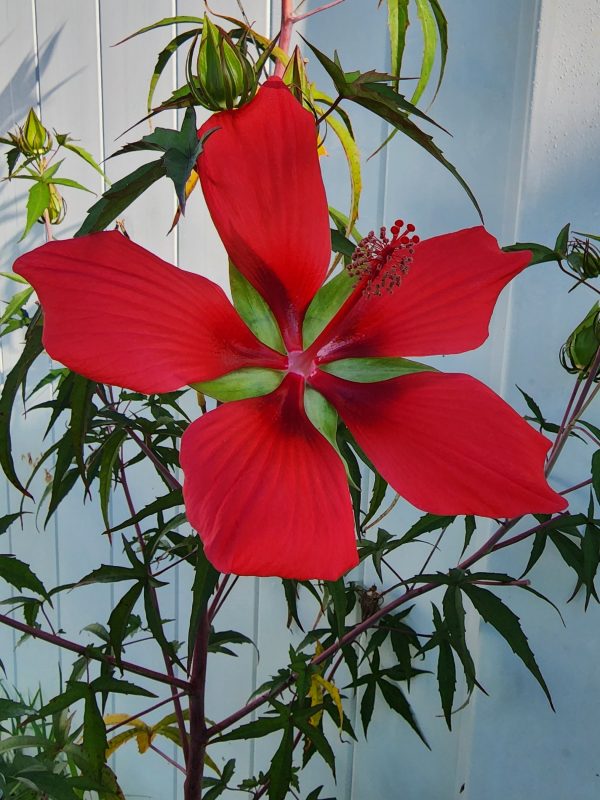 Texas Star Red Hibiscus Discount