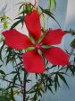 Texas Star Red Hibiscus Discount