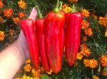 Marconi Red Italian Sweet Peppers Cheap