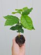 Coffee Arabica LIVE Starter Plant Tree Online Hot Sale