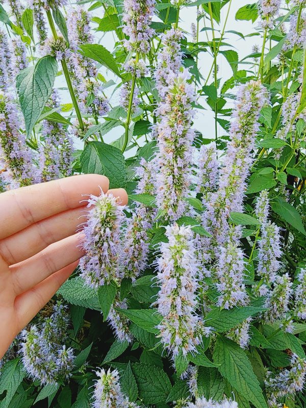 Agastache Korean Mint Flower Seeds Discount